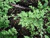 image of Selaginella sertata